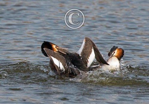   Great Crested Grebs Fighting DM1711